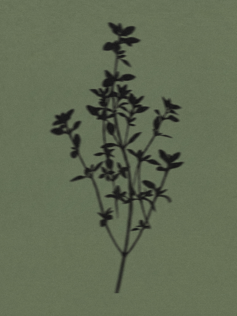 Thyme