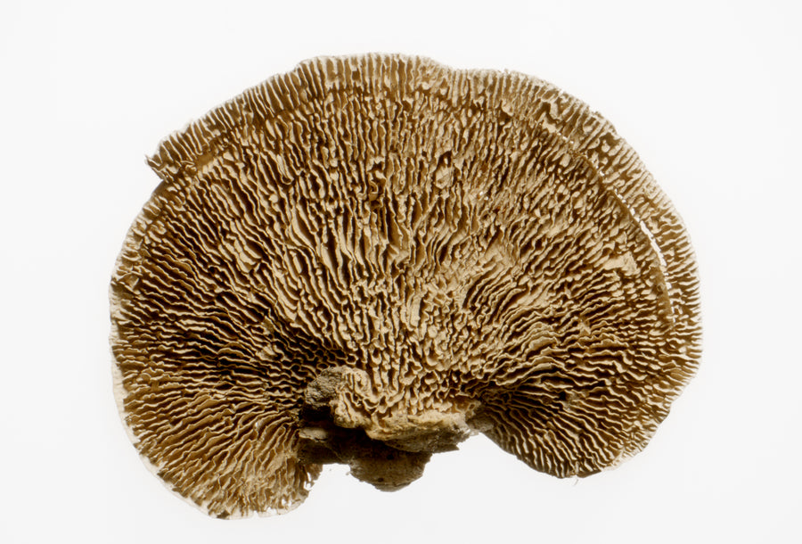 Vitamin C Complex Serum