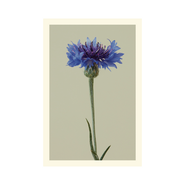 Blue Boy Cornflower Card